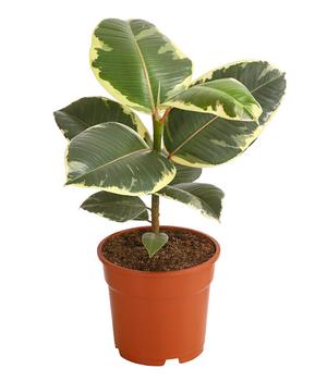 Gummibaum - Ficus elastica 'Tineke'