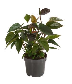 Flamingoblume - Anthurium andreanum 'Black Karma'