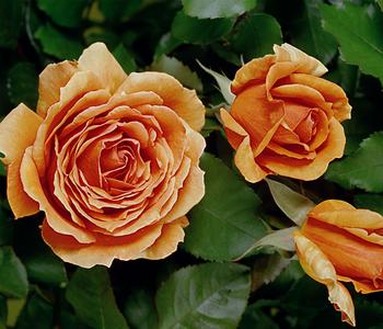 Edelrose 'Ashram®'