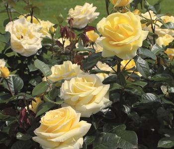 Edelrose 'Avec Amour®'