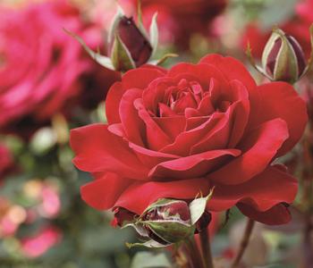Edelrose 'Störtebeker ' von Dehner, Rot