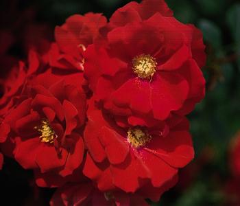 Bodendeckerrose 'Austriana ' von Dehner, Rot