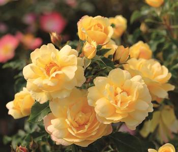 Bodendeckerrose 'Candela®'