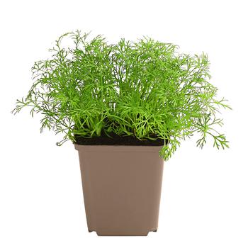 3 x Dill von Dehner, Grün - Mindestbestellmenge: 3 Stk.