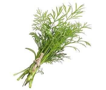 schlangengurken düngen Purgrün Bio-Gurkendünger 1 Liter main image 1