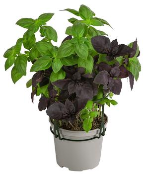 Dehner Gourmet Garten Basilikum-Trio