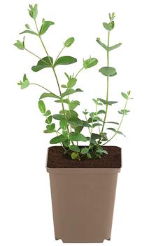 3 x Eukalyptus von Dehner, Grün - Mindestbestellmenge: 3 Stk.