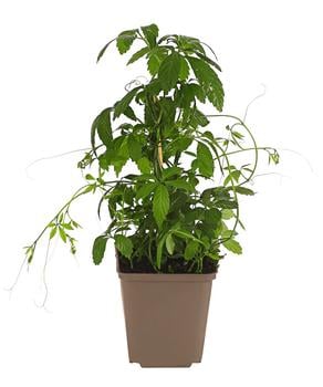 Unsterblichkeitskraut