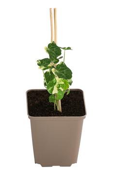 Kapuzinerkresse 'Alaska Mix'