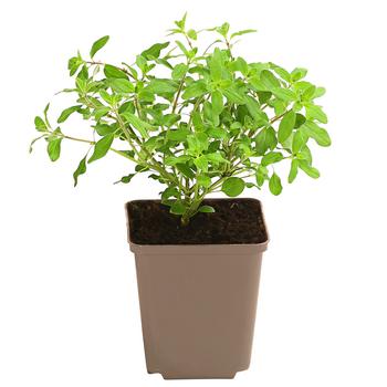 3 x Majoran, einjährig von Dehner, Hellgrün - Mindestbestellmenge: 3 Stk.