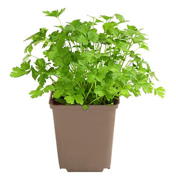Petersilie, glatt
