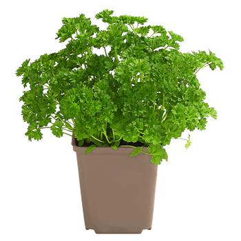 Petersilie 'Mooskrause'