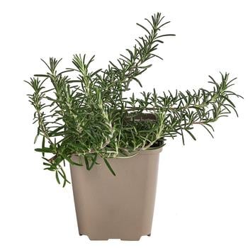 3 x Hängerosmarin von Dehner, Grün - Mindestbestellmenge: 3 Stk.