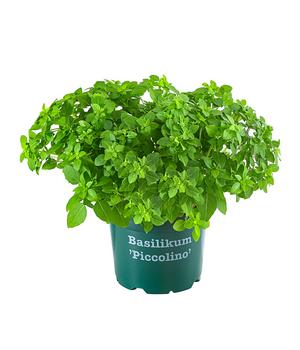 Bioland Basilikum 'Piccolino'