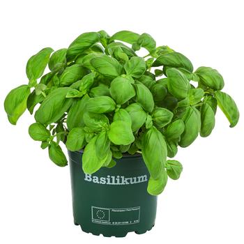 Bioland Basilikum