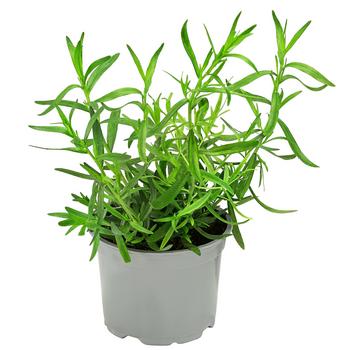 Dehner Gourmet Garten Französischer Estragon