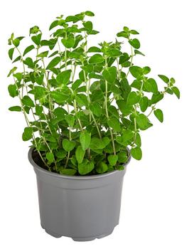 Dehner Gourmet Garten Pizza-Oregano