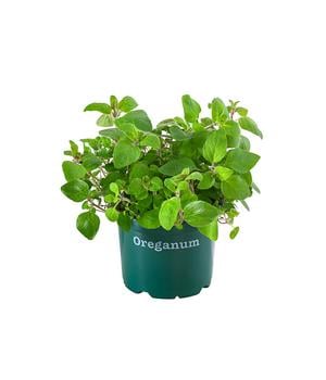 Bioland Oregano
