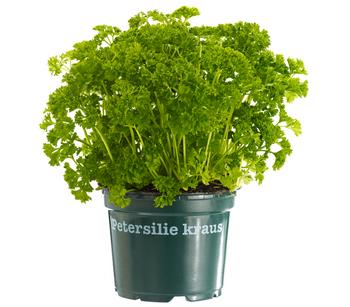 Bioland Petersilie 'Mooskrause'