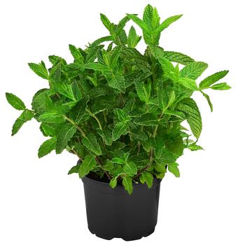 Dehner Gourmet Garten Marokkanische Minze