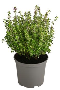 3 x Dehner Gourmet Garten Zitronen-Thymian, Grün - Mindestbestellmenge: 3 Stk.