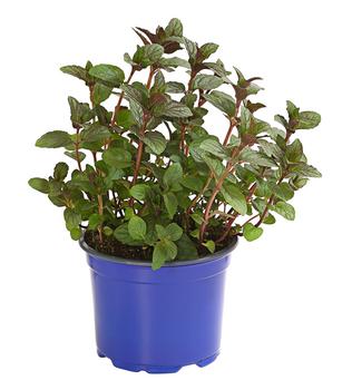 Dehner Gourmet Garten Schokoladenminze