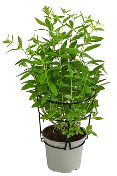 Dehner Gourmet Garten Zitronenverbene