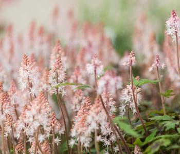 Schaumblüte 'Morning Star'