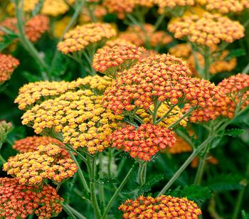 Bio Schafgarbe 'Terracotta'