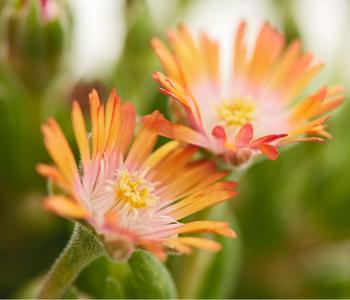 Mittagsblume 'Firespinner', verschiedene Farben