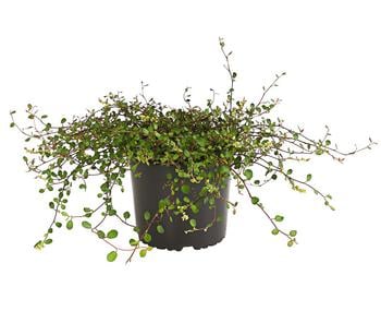 Mühlenbeckia von Dehner, Grün