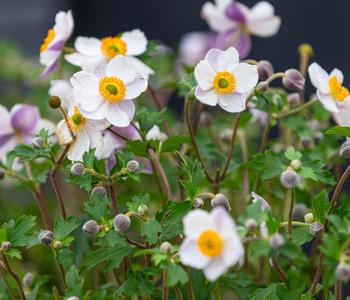 Herbst-Anemone, verschiedene Sorten