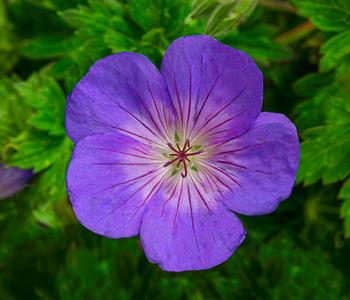 Storchschnabel 'Rozanne®'