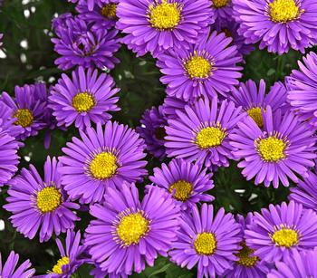 Kissen-Aster 'Sapphir ' von Dehner, Lila, Lavendel