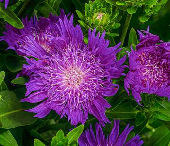Bio Sommeraster 'Mels Blue'