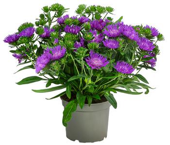 Kornblumenaster 'Mels Blue'