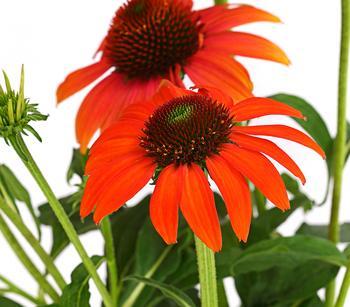 3 x Garten-Scheinsonnenhut 'Cheyenne Spirit' von Dehner, Gelb, Pink, Rot - Mindestbestellmenge: 3 Stk.