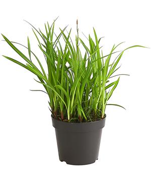 Schopf-Segge 'Irish Green'