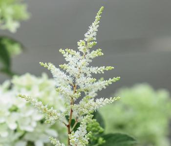Prachtspiere, Astilbe, verschiedene Sorten