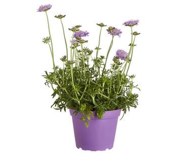 Tauben-Skabiose 'Butterfly Blue'