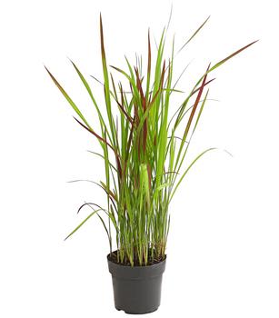 Japanisches Blutgras 'Red Baron'
