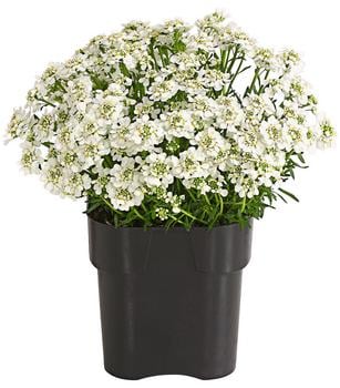 Immergrüne Schleifenblume Dehner