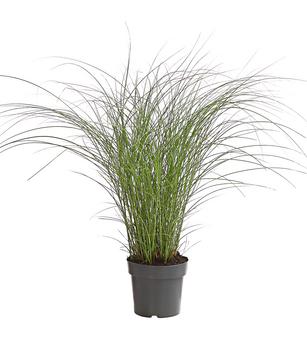 Chinaschilf 'Gracillimus'