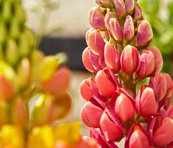 Lupine, verschiedene Sorten