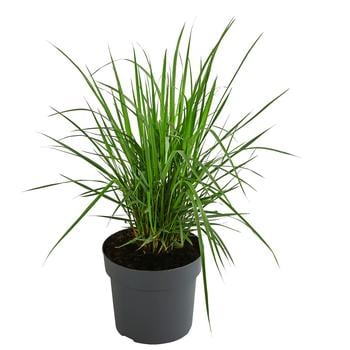 Garten-Reitgras 'Karl Foerster'