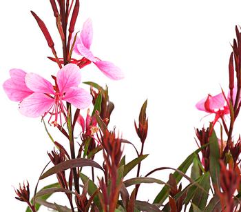 Bio Prachtkerze 'Siskiyou Pink'