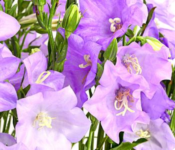 Glockenblume 'Takion', verschiedene Farben