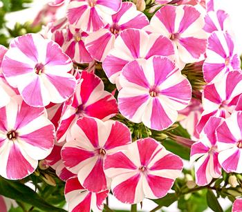 Stauden-Phlox, verschiedene Sorten von Dehner, Rosa, Pink, Lila, Weiß