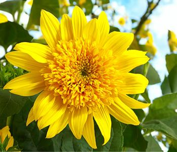 Gefüllte Stauden-Sonnenblume 'Double Whammy'