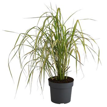 Garten-Reitgras 'Eldorado'